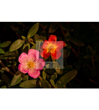 FLOR 5.